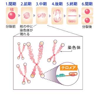 細胞分裂とテロメア